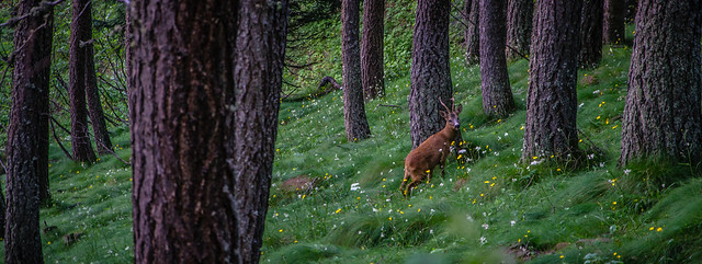 Parco Orsiera Rocciavrè