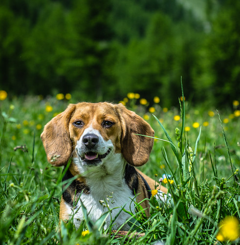 saluto dal beagle della val troncea