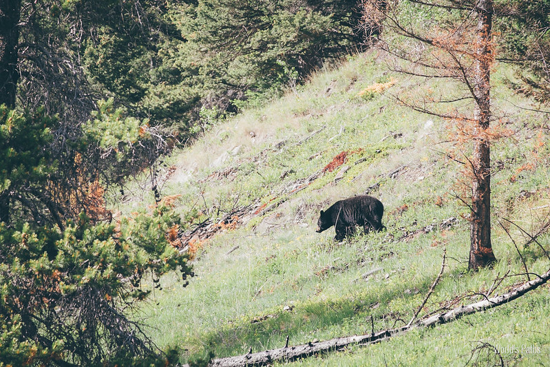 Banff National Park